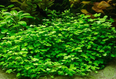 Гидрокотила Трипартита, 3гр